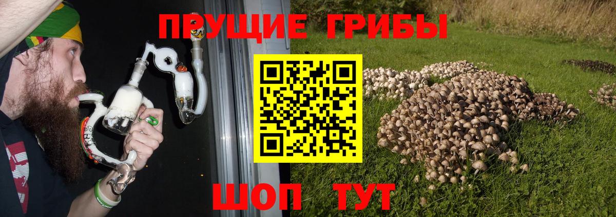 Йошкар-Ола  Псилоцибиновые грибы ЛСД  купить наркотики цена  Вход с VPN 